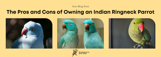 indian ringneck life expectancy