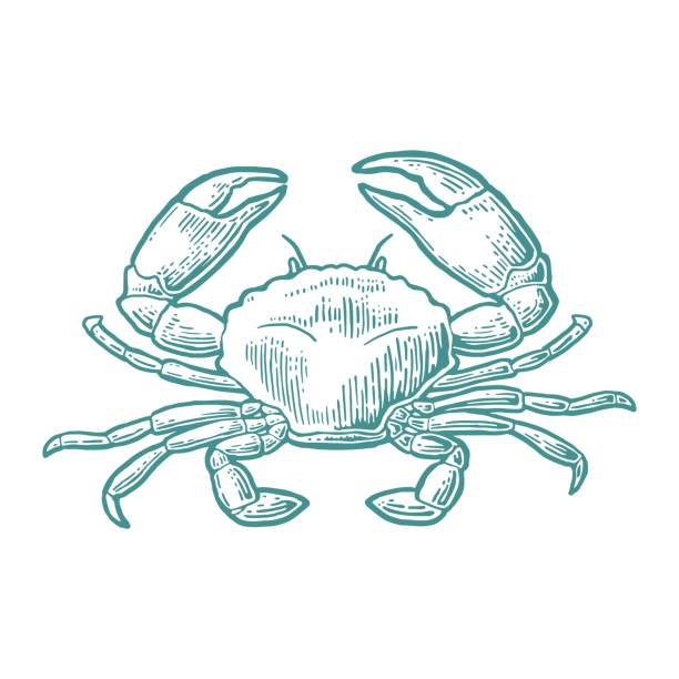 crab graphic