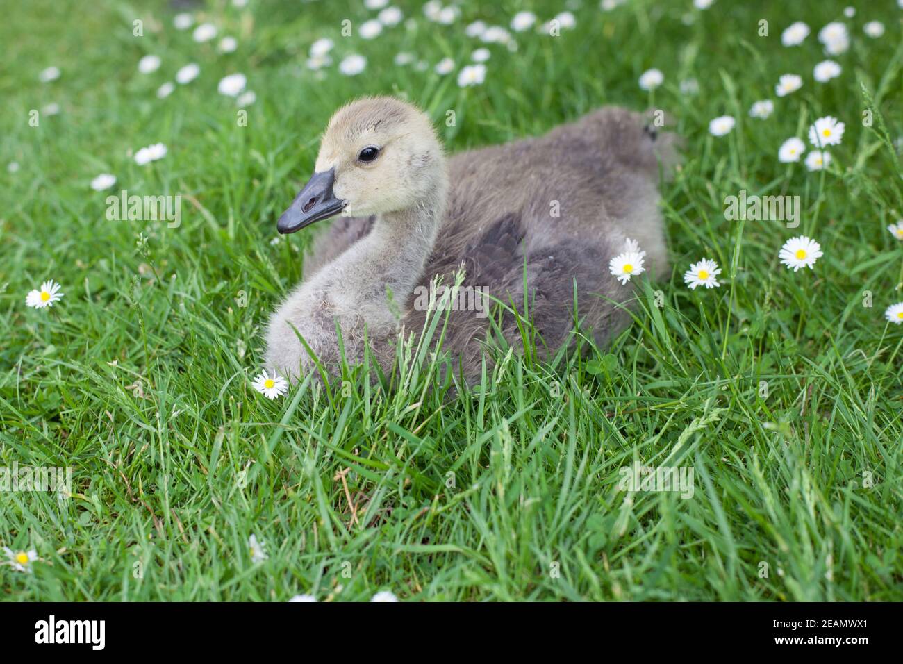 babe canada goose