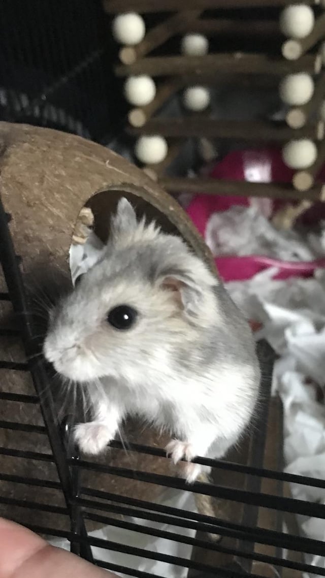 baby white hamster token