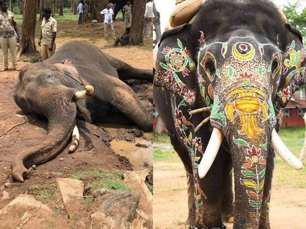 balarama elephant death date