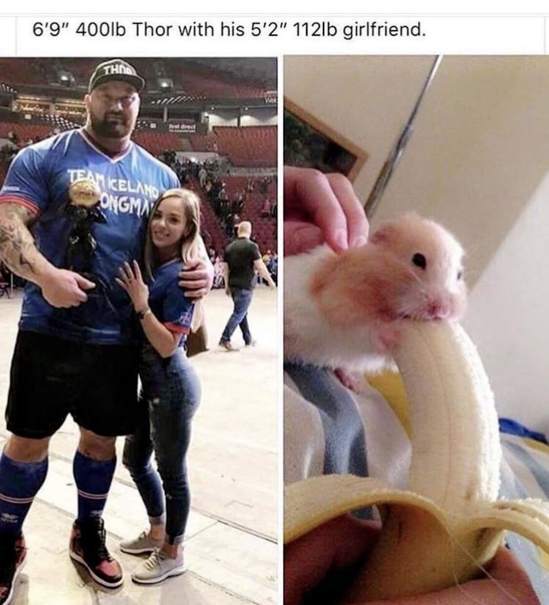 banana hamster meme