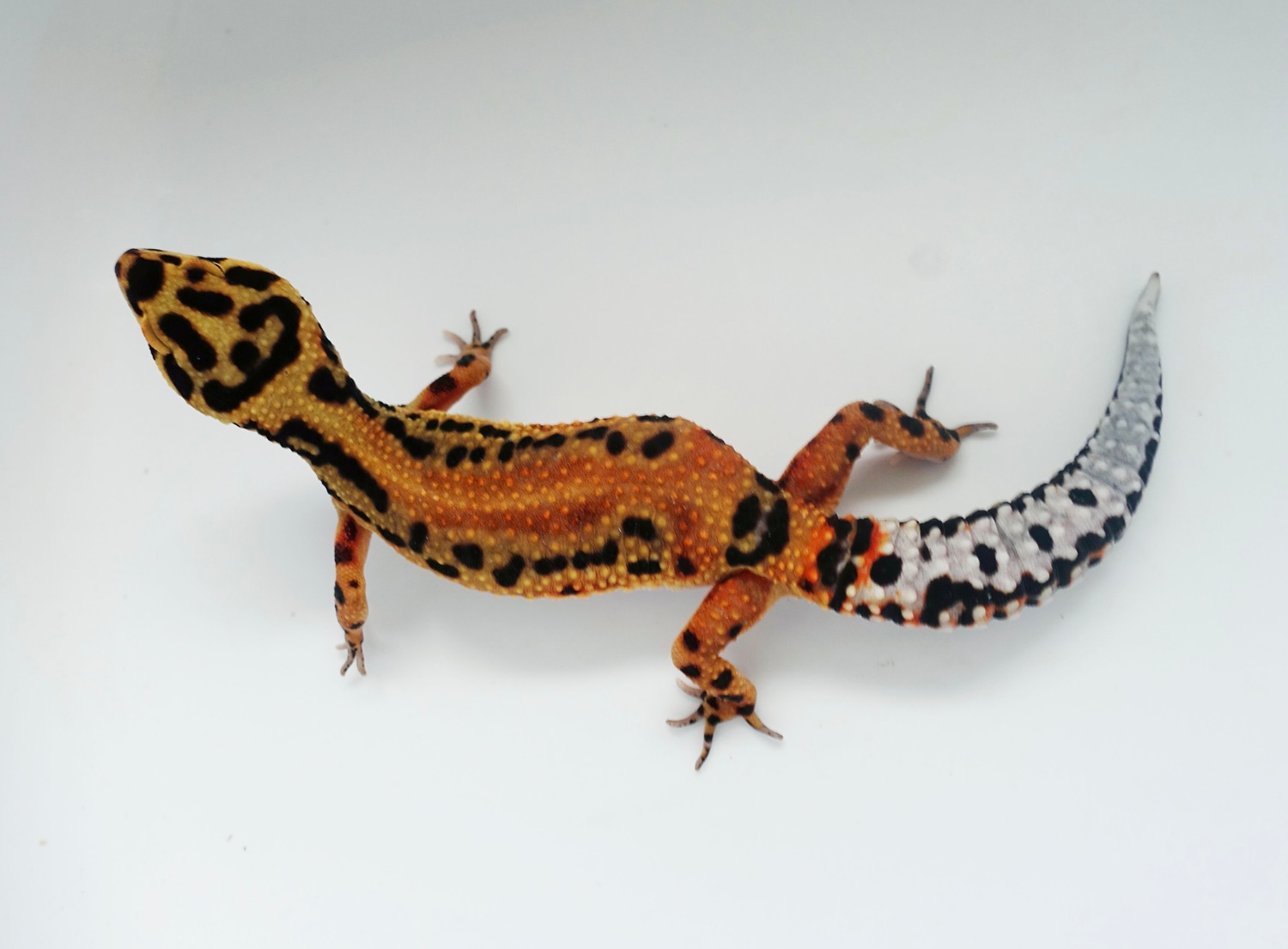 bandit leopard gecko