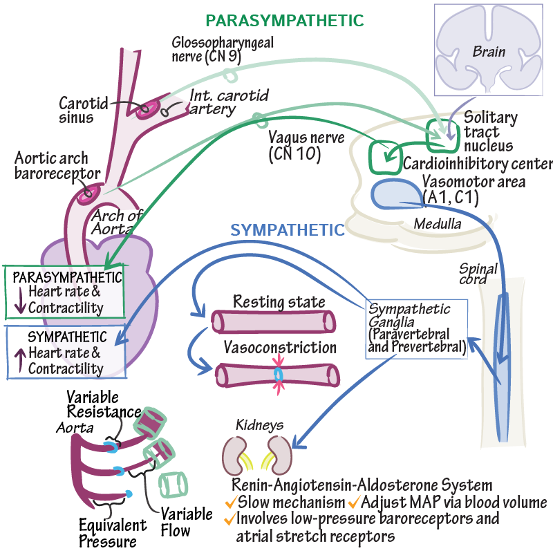 baroreceptors