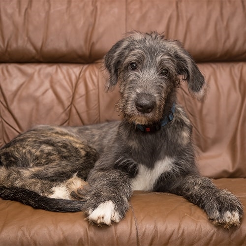 irish wolfhound puppy price