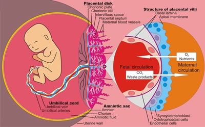 trophoblasts