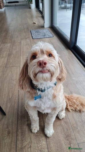 rehome a cockapoo