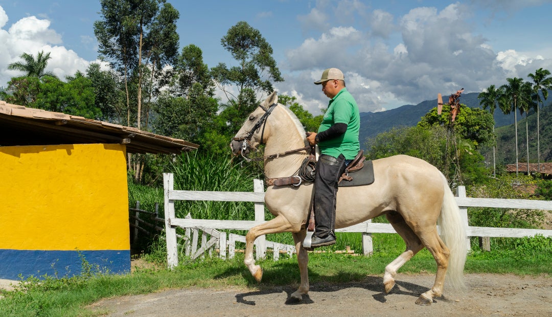 venta y compra de caballos