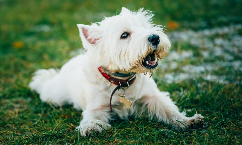 life expectancy of westies