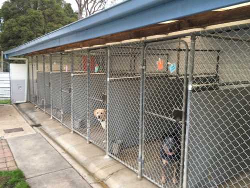 beaconsfield pet resort