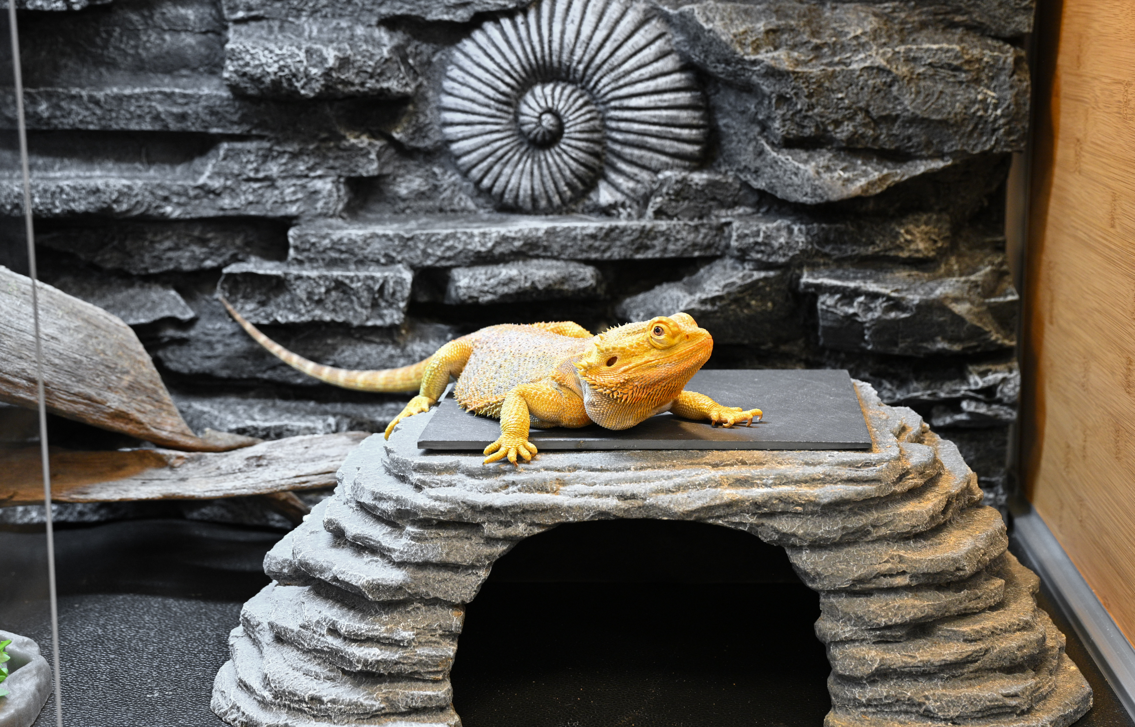 bearded dragon hide ideas