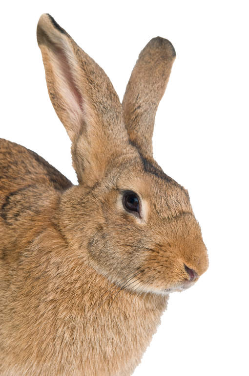 belgian hare rabbit for sale