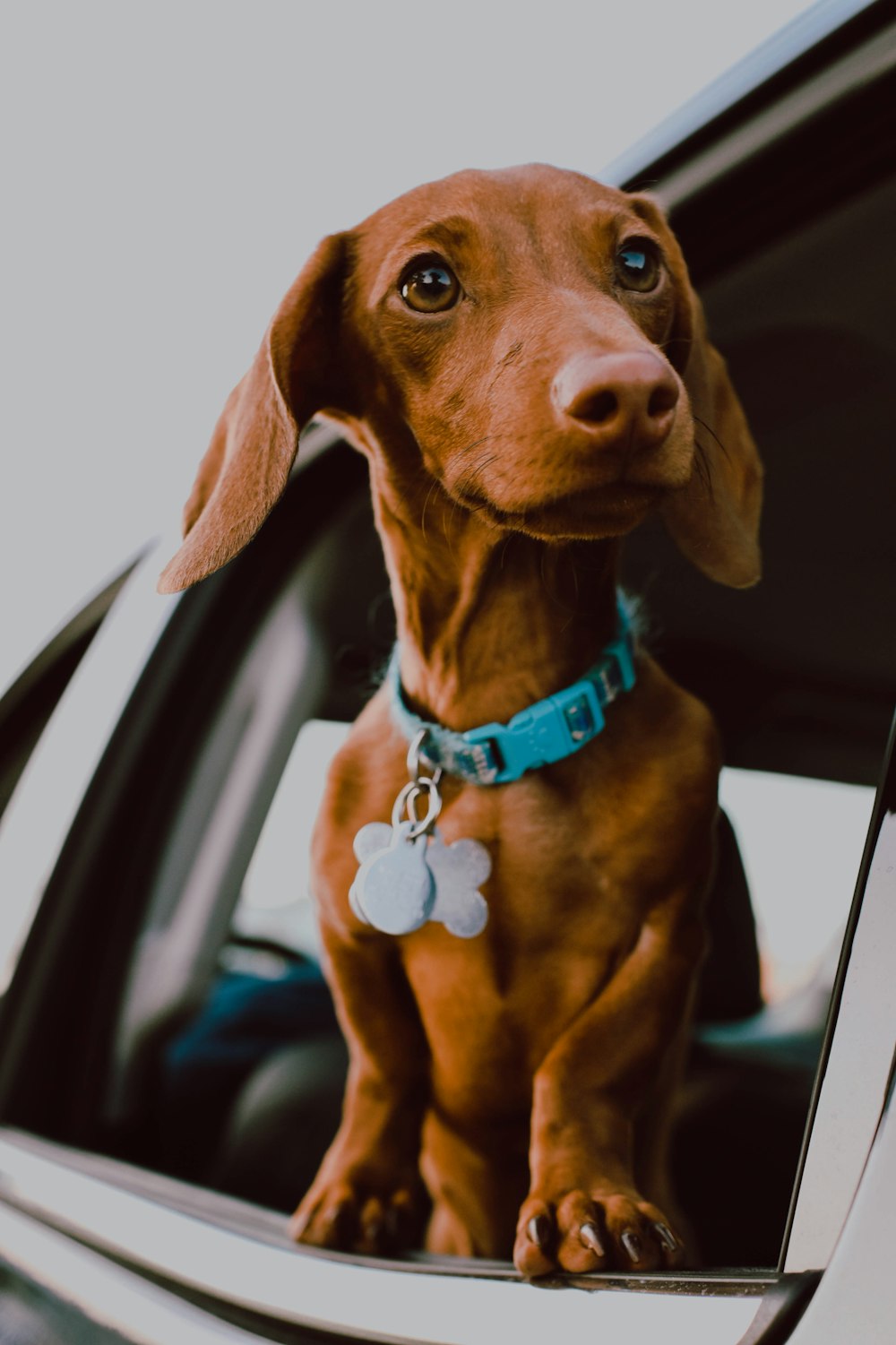 dachshund wallpaper hd