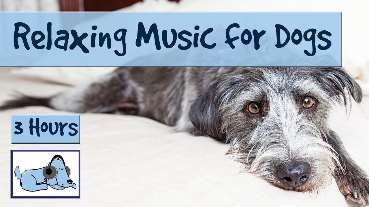 music for anxious dogs