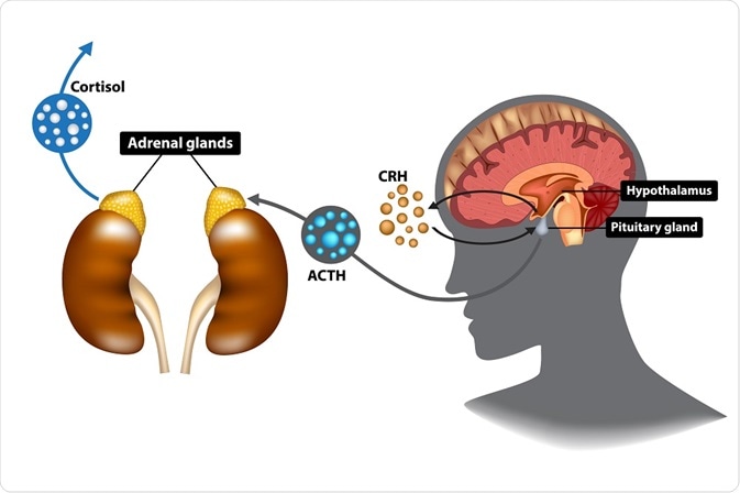 corticotropin-releasing hormone