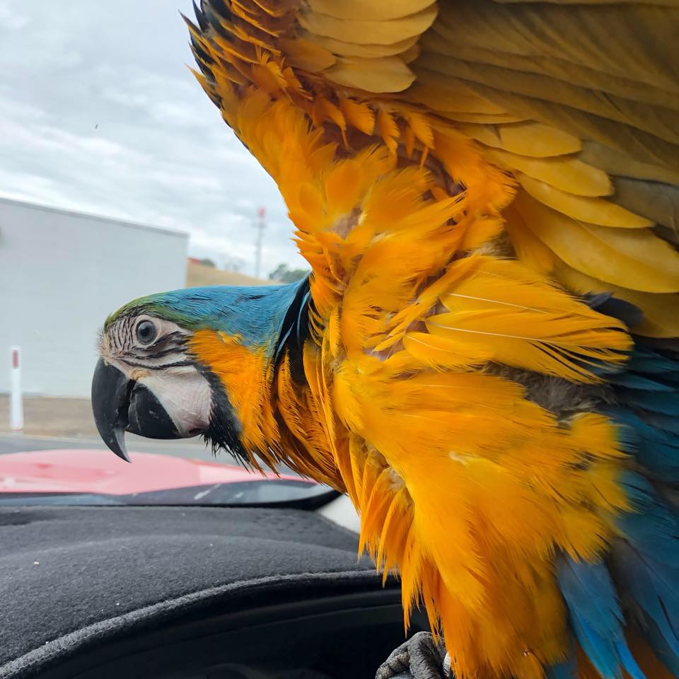 birds for sale coffs harbour