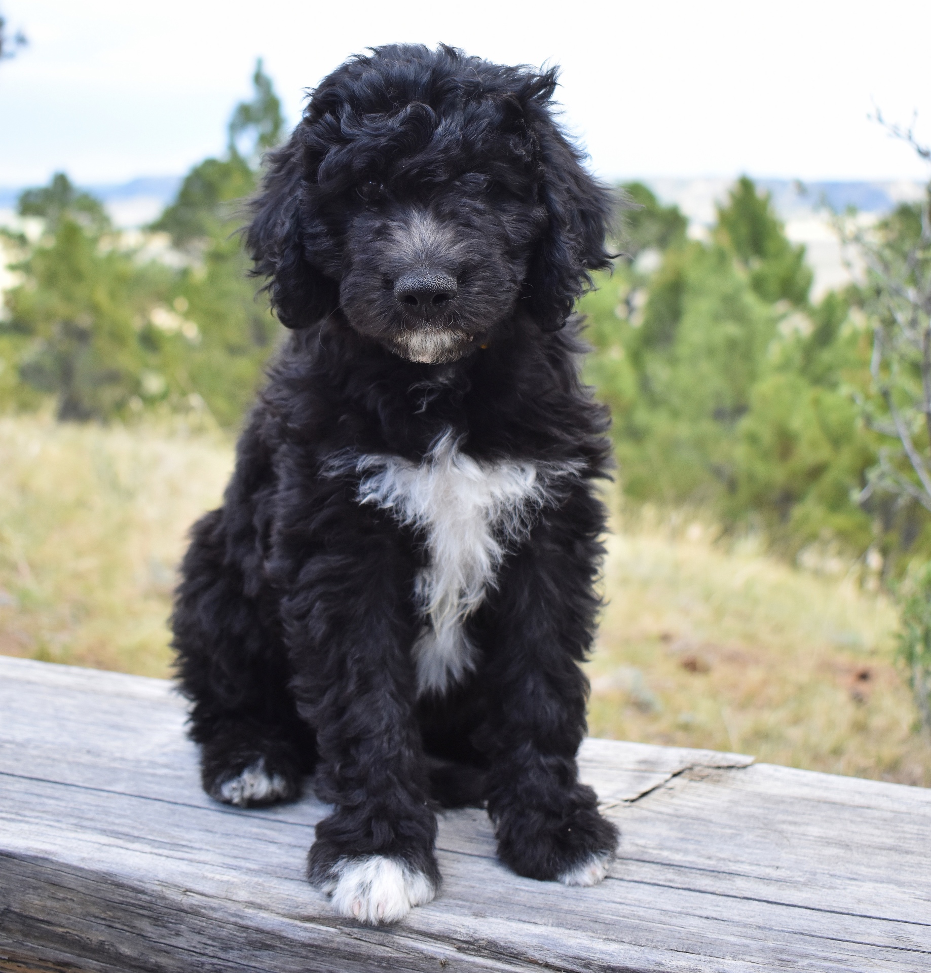 black aussiedoodle full grown