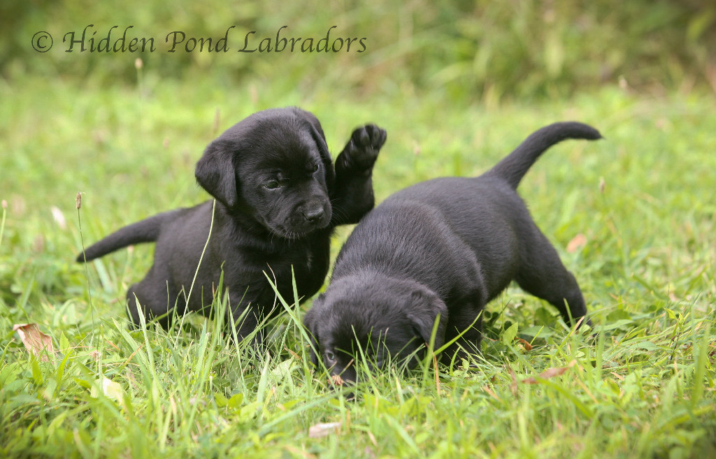 black lab cross puppies for sale