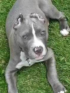 blue nose pitbull