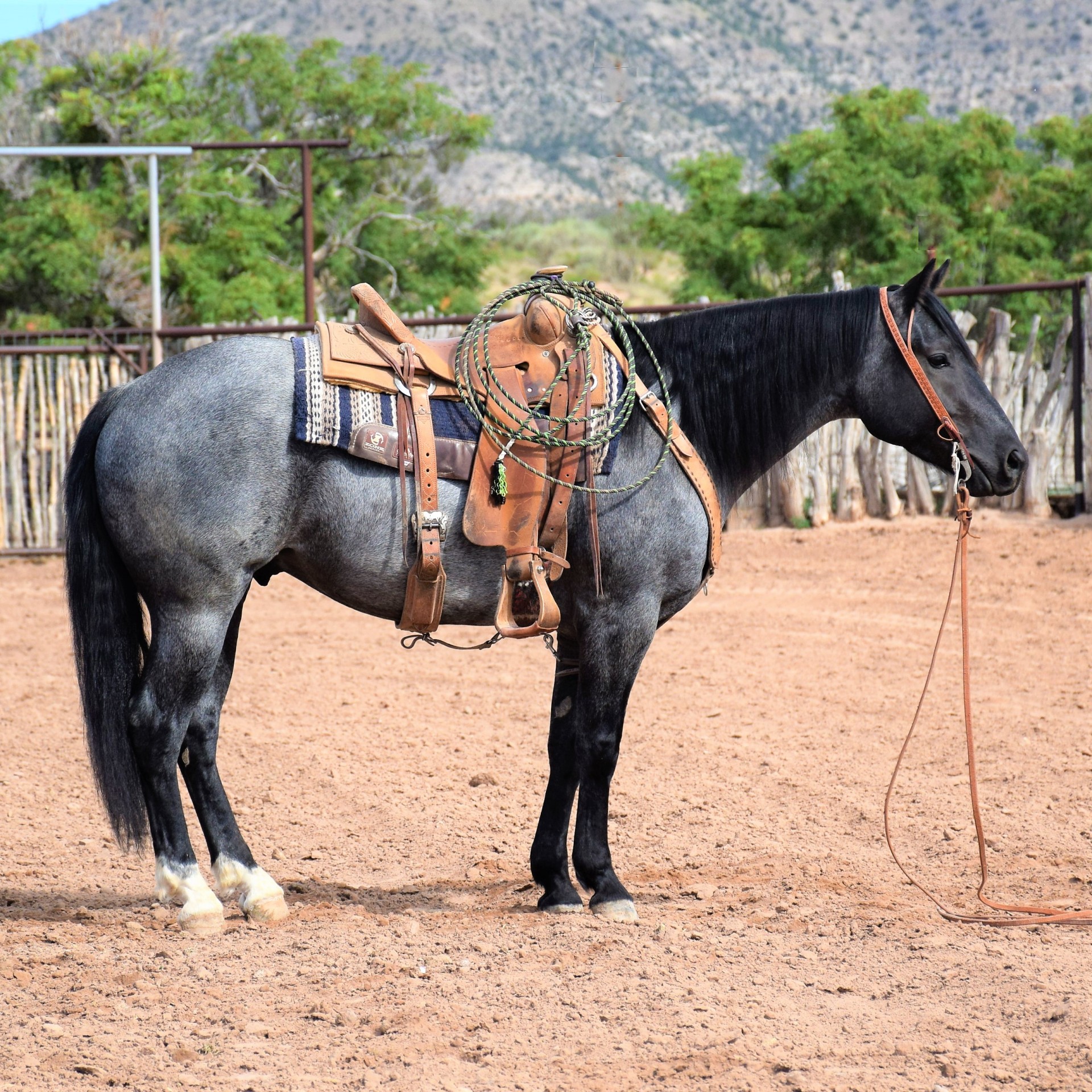 blue roan horses for sale in texas