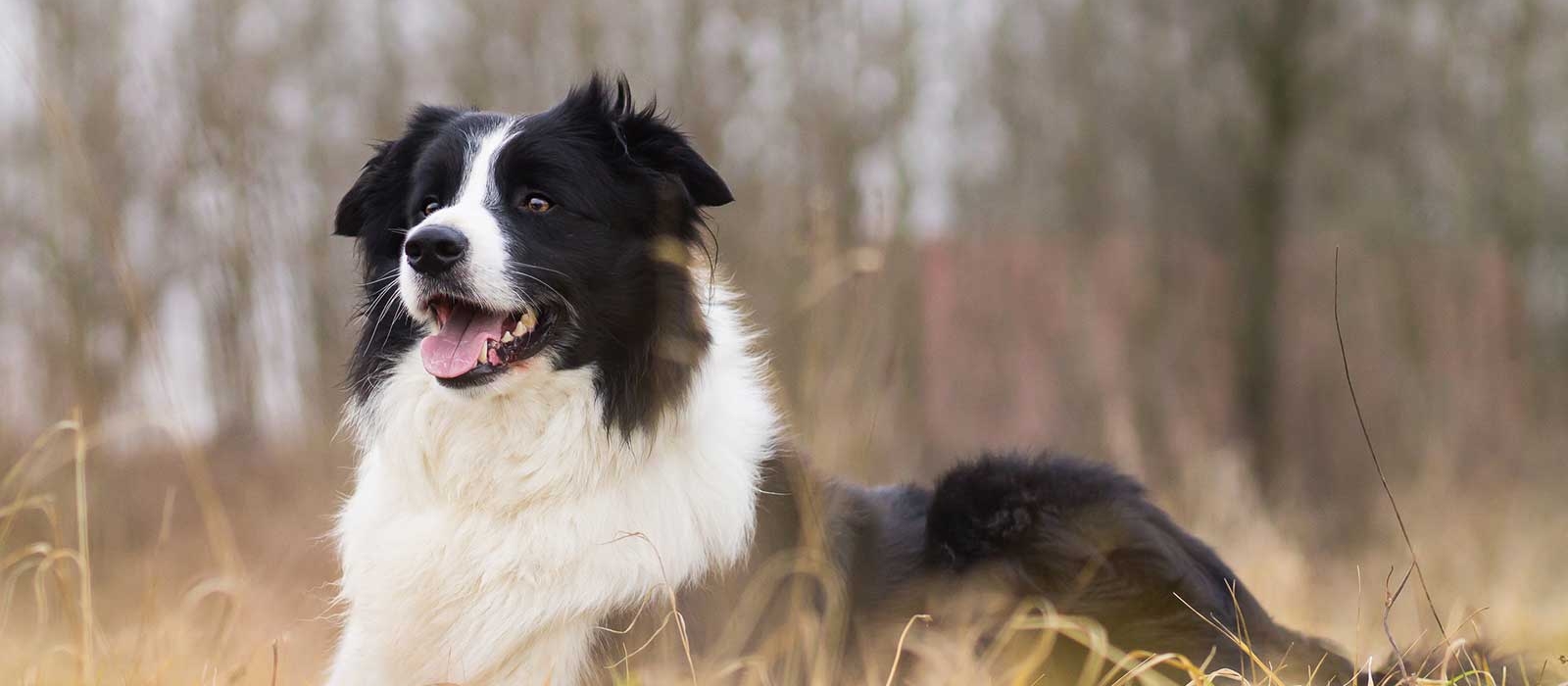 border collie puppies for sale near me