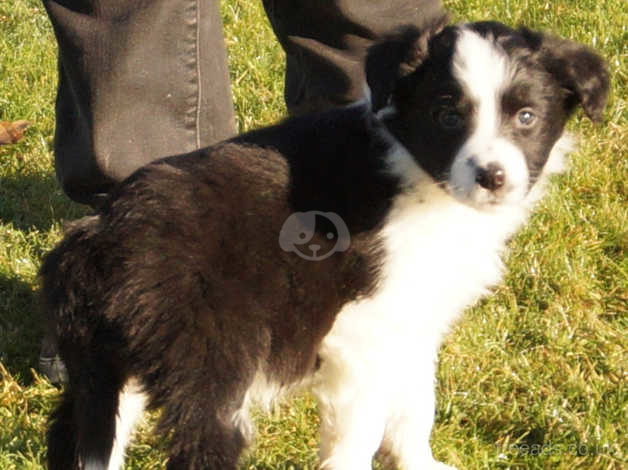 border collie puppies for sale york