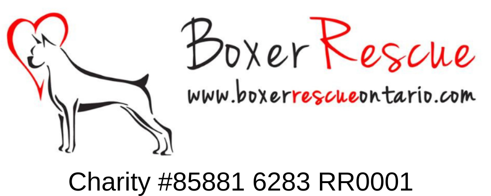 boxer rescue ontario