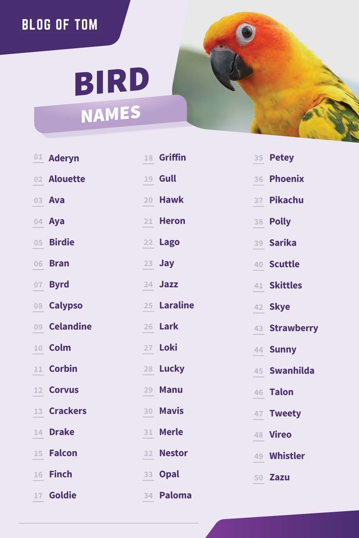 boy budgie names