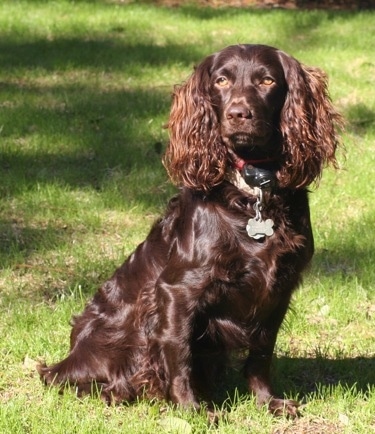 boykin spaniel pictures