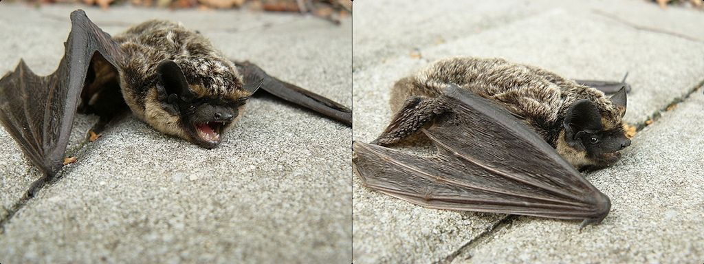 broken bat wing