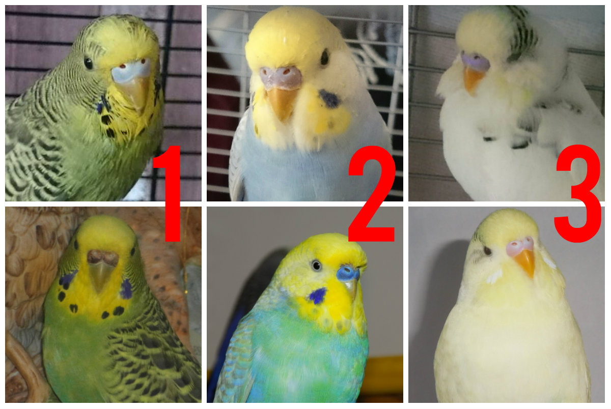 budgie cere