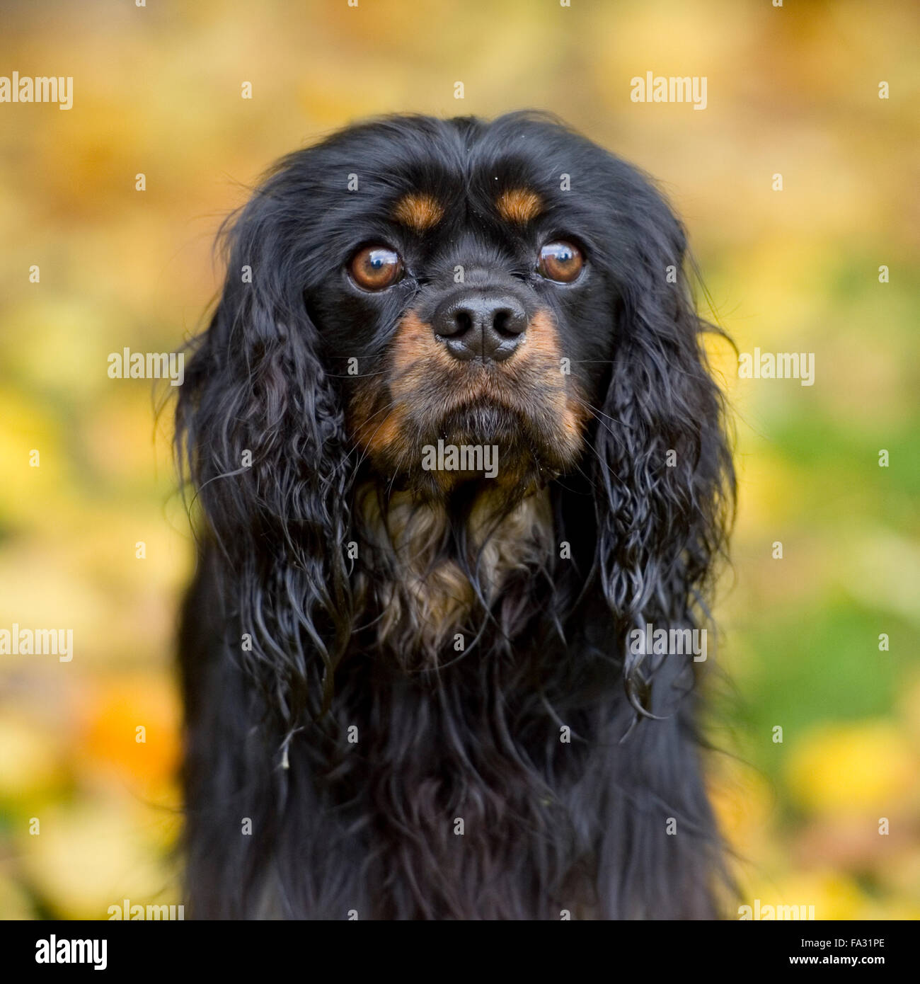 charles spaniel black