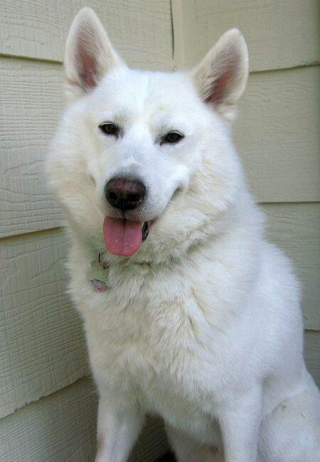 samoyed and husky mix