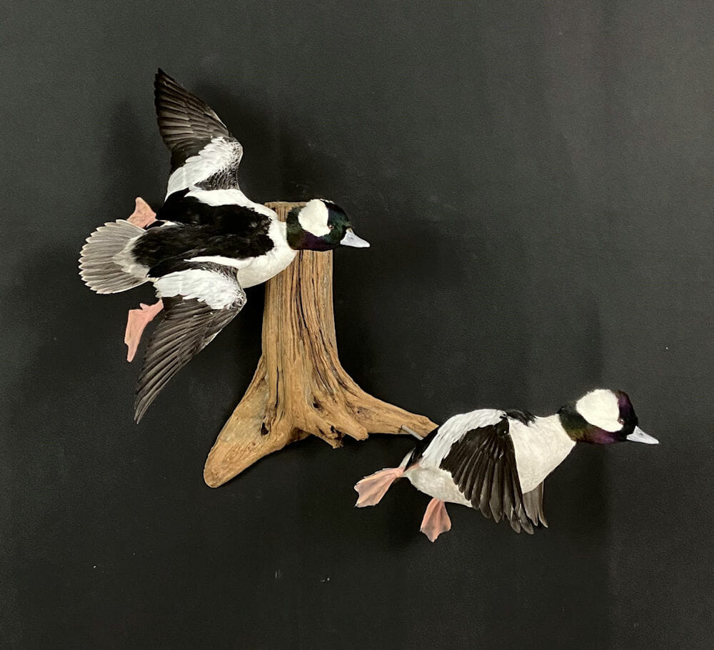 bufflehead drake mount