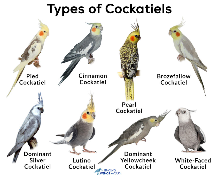 unique male cockatiel names