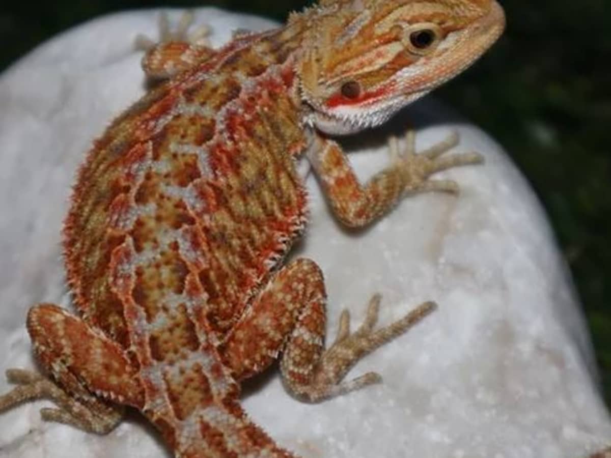 different types of bearded dragons