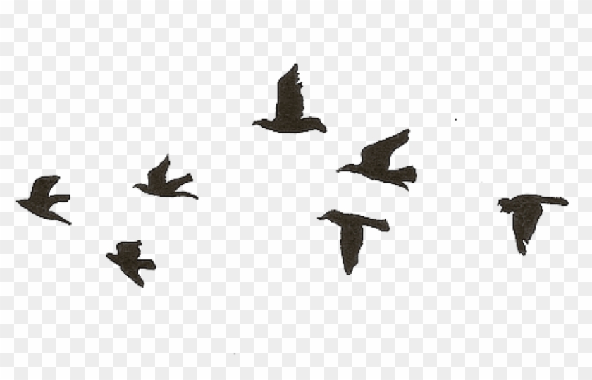 flying bird gif transparent background