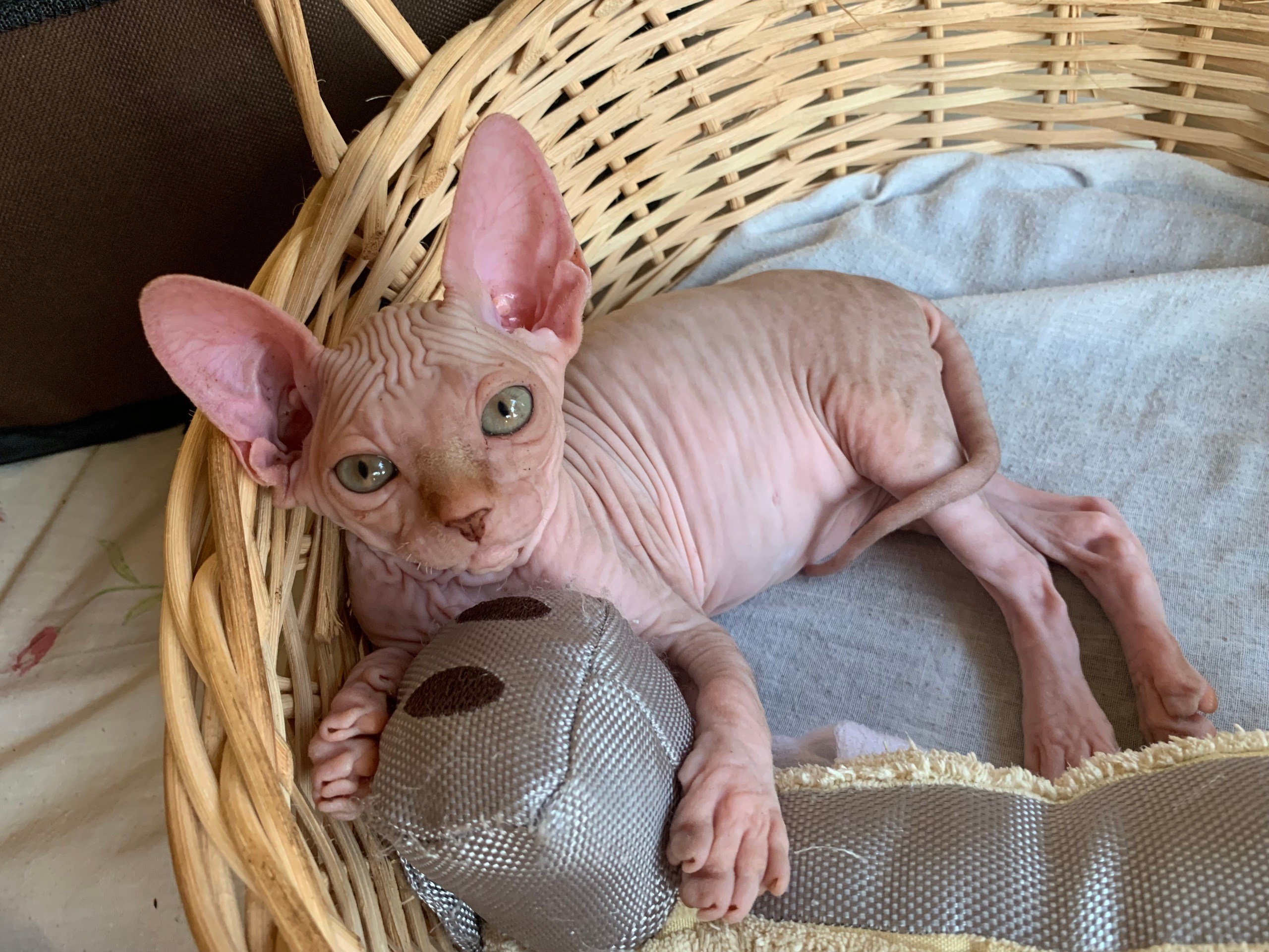 sphynx cat for sale birmingham