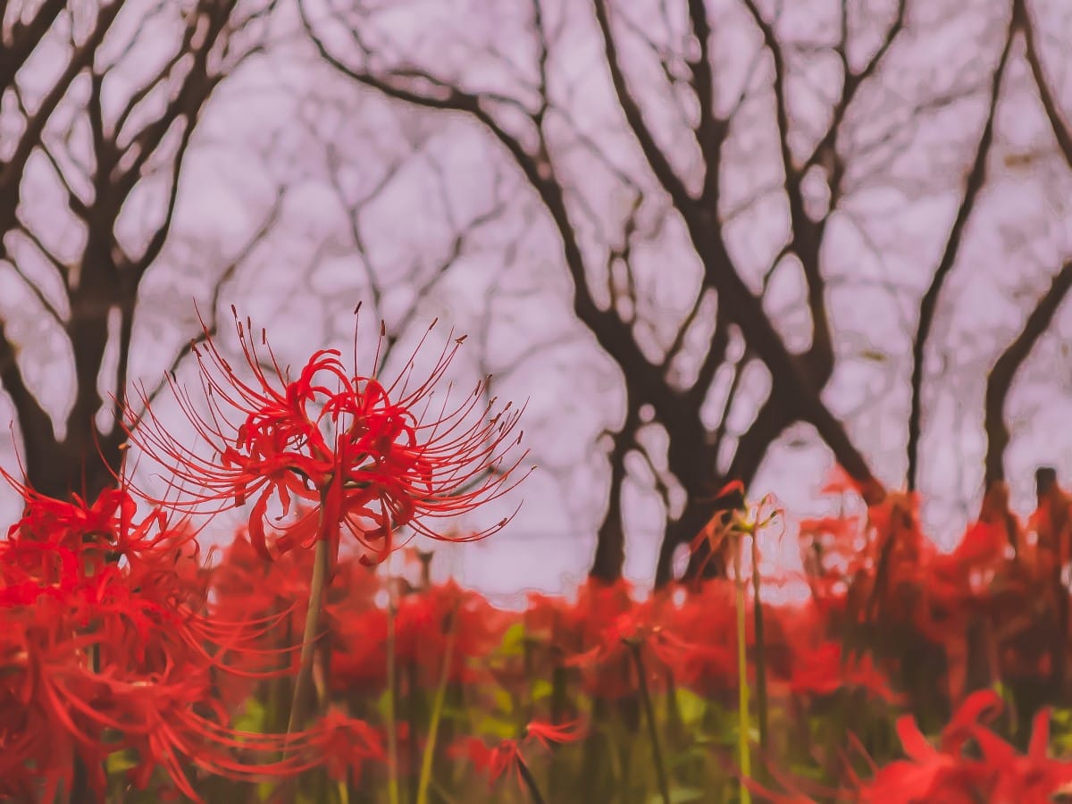 red spider lily meaning