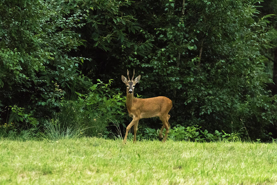 pictures of deer in the woods