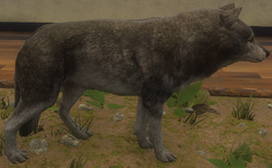 gray wolf cotw