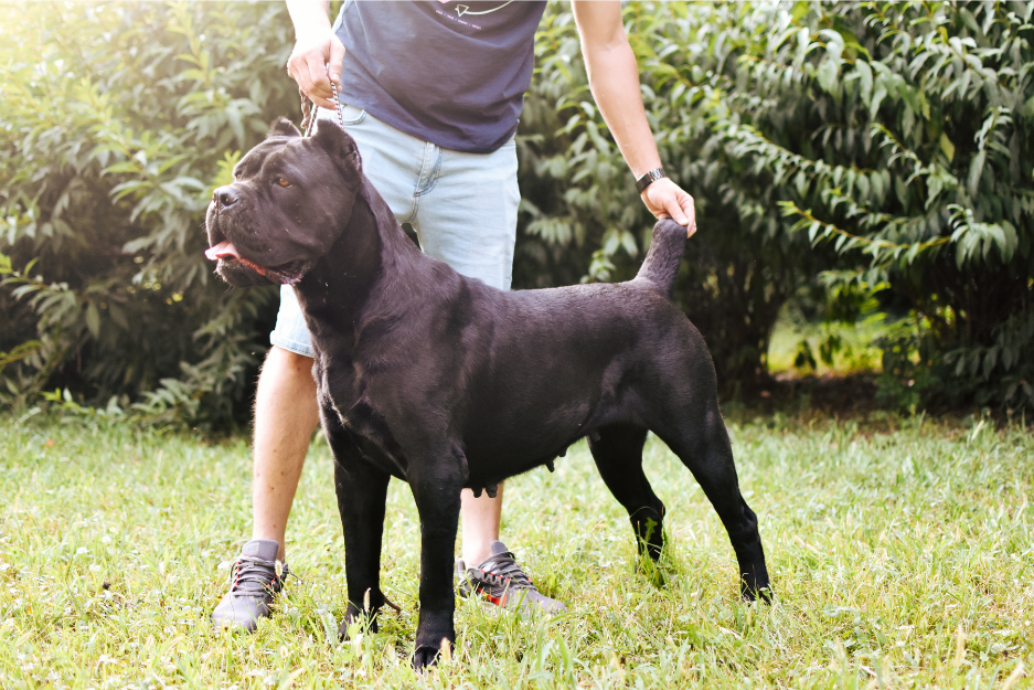 miniature cane corso