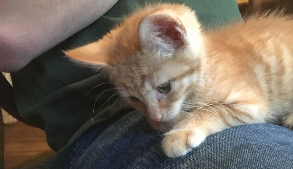 9 week old kitten