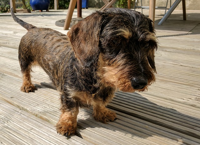 wire haired dachshund for sale