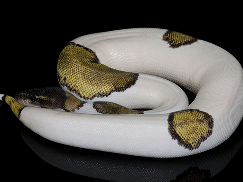 mojave pied ball python