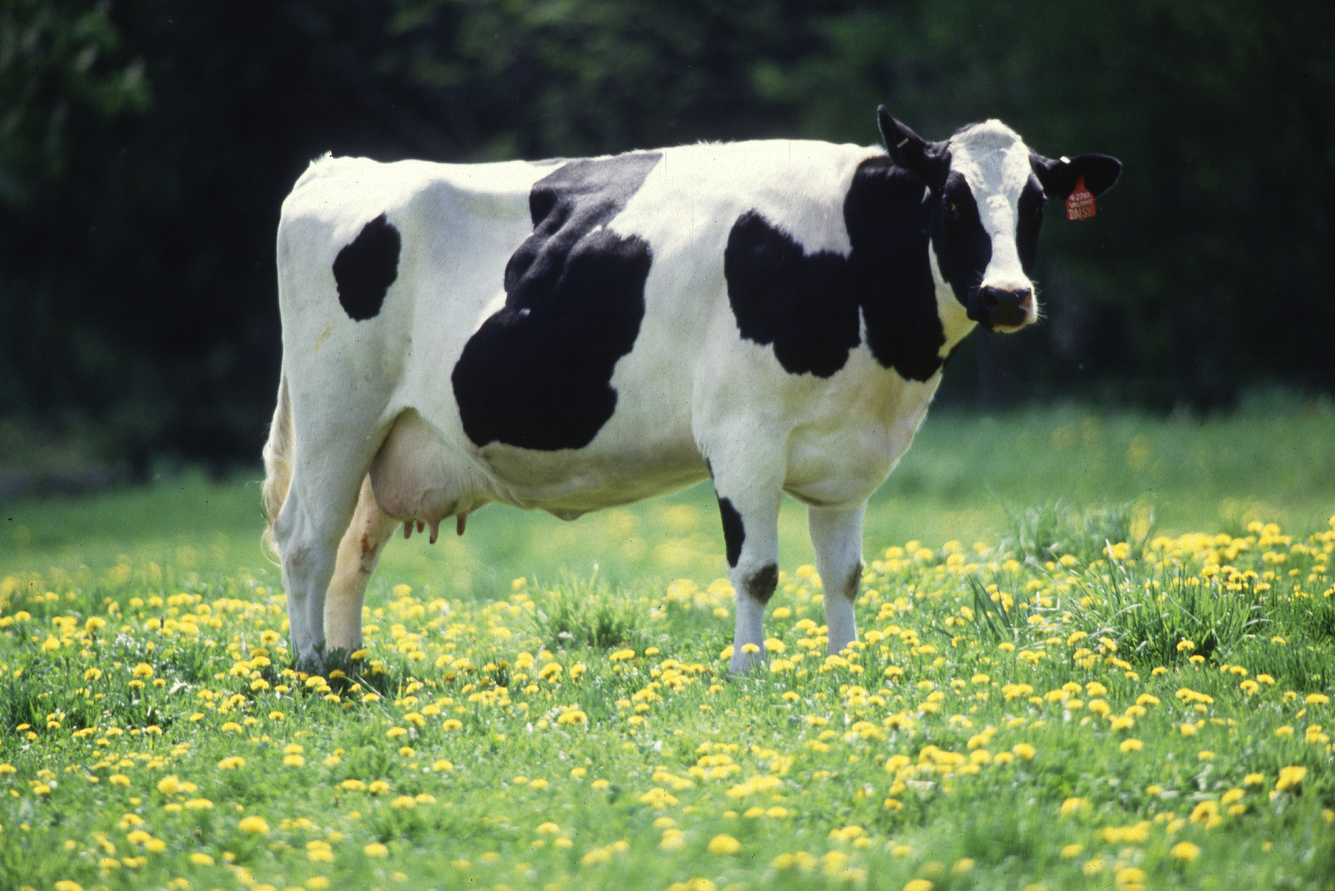 image cow