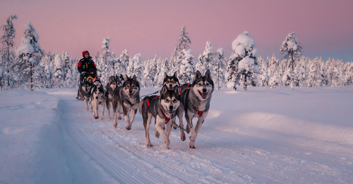 arctic circle husky park