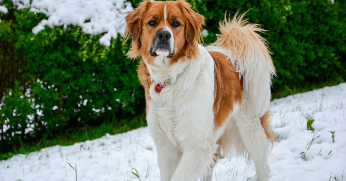 st bernard retriever mix