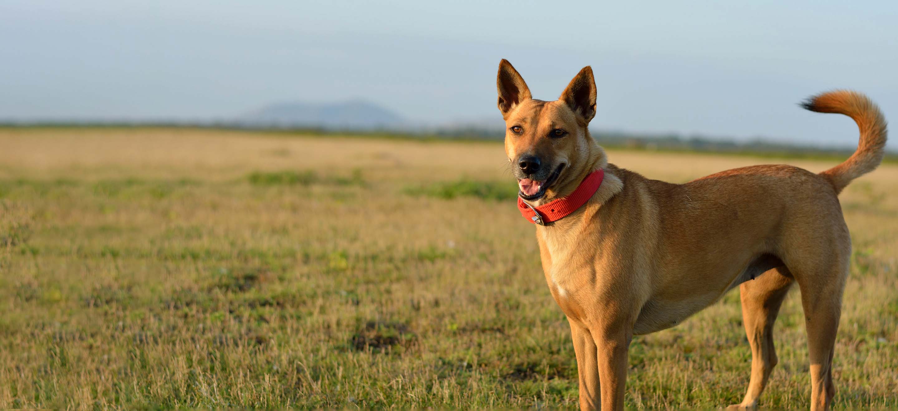 american dingo breeder