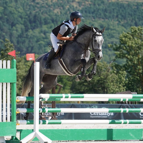 caballo de salto en venta españa